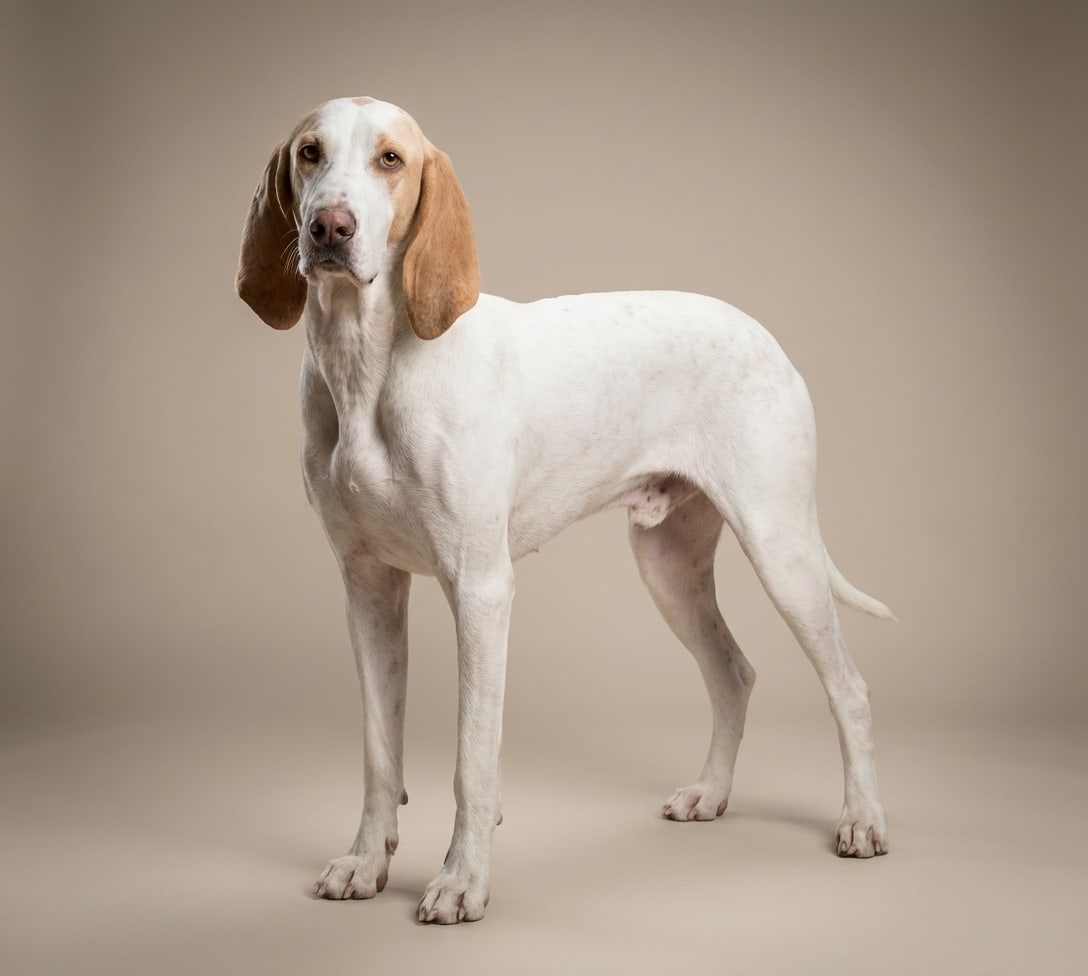 Chien de Montagne des Pyrénées