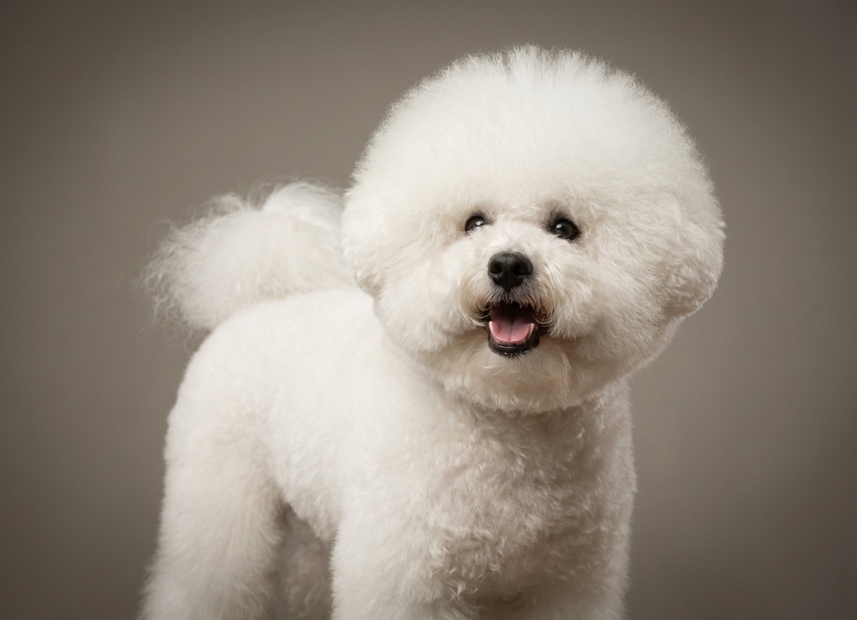 Bichon Frisé