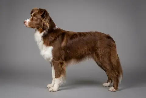Australian Shepherd