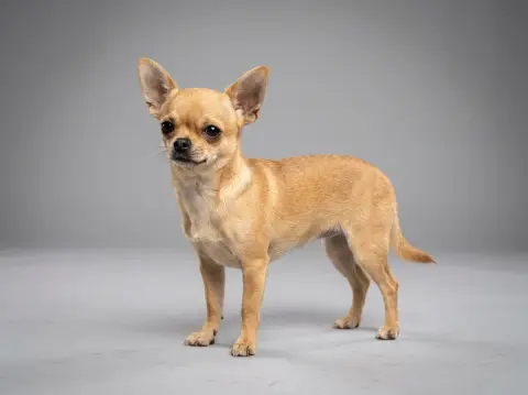 Chihuahua
